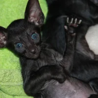 Клуб любителей кошек Alisa-best cat club Фото 2 на проекте Ryazan.vetspravka.ru Клуб любителей кошек Alisa-best cat club Фото 2 на проекте Ryazan.vetspravka.ru