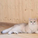 Питомник британских кошек Princely gift Фото 2 на проекте VetSpravka.ru